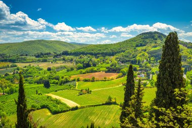 Tuscany 'nin Val d' Orcia bölgesinde baharda bir selvi manzarası. 