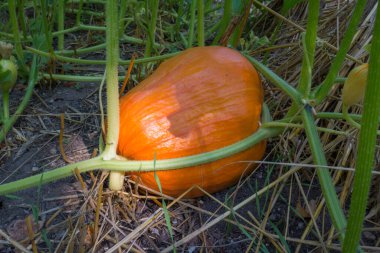 Bahçede olgunlaşan balkabağı.