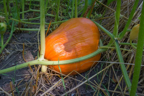 Ripening Pumpkin Garden — Stock Photo, Image