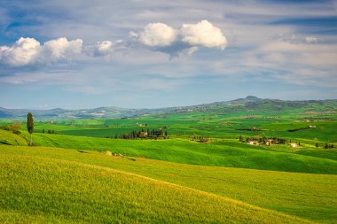 İtalya, Toskana 'nın Val d' Orcia bölgesinde selvi bir manzaraya sahip.. 