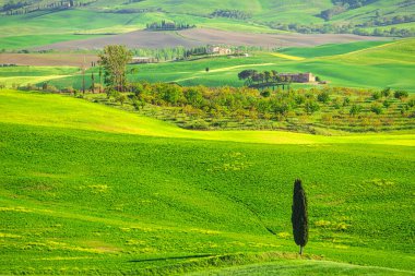 Tuscany 'nin Val d' Orcia bölgesinde baharda bir selvi manzarası. 