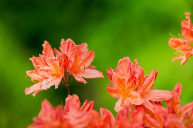 Çiçek Azalea, Rododendron cinsinin bir üyesi..