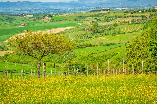 Τοπίο Στην Κοιλάδα Val Orcia Της Τοσκάνης Την Άνοιξη Ιταλία — Φωτογραφία Αρχείου