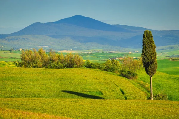 Tájkép Ciprusokkal Val Orcia Régióban Toszkánában Olaszországban — Stock Fotó