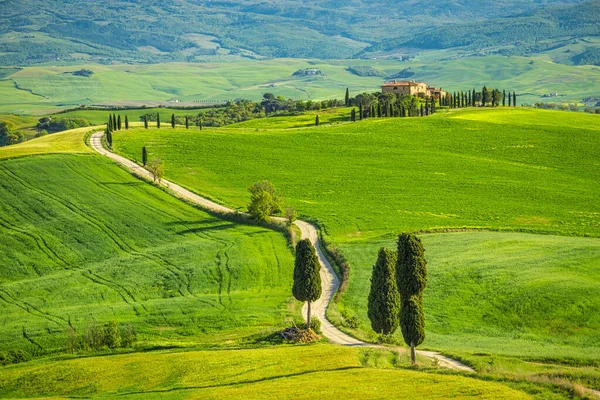 Landskap Med Cypresser Kantad Väg Nära Pienza Stad Val Orcia — Stockfoto