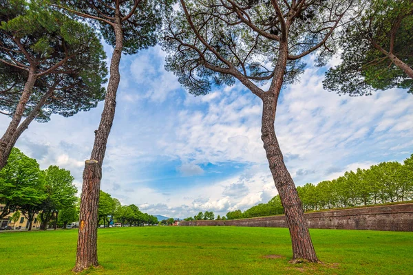Parque Con Árboles Cerca Las Murallas Históricas Lucca Italia Europa —  Fotos de Stock