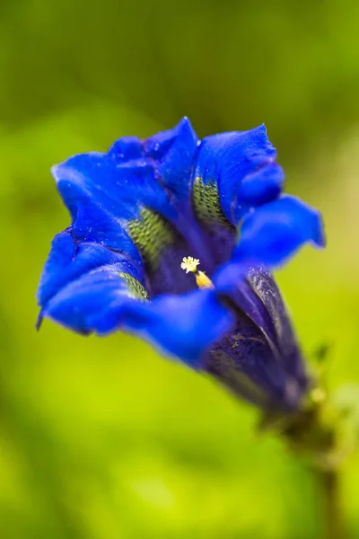 Clusius Gentian Blue Flower Macro Detail — Stock Photo, Image