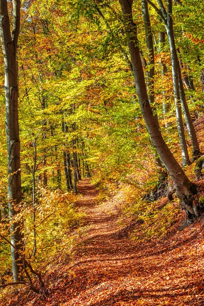 Pădure Copaci Culori Toamnă — Fotografie, imagine de stoc