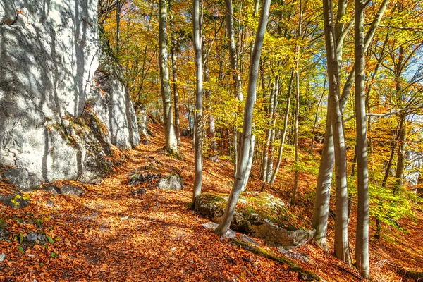 Lesní Stromy Barvách Podzimu — Stock fotografie