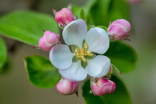 Kwiat Jabłka Widoku Bliska Niewyraźne Tło — Zdjęcie stockowe
