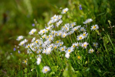 Oxeye papatya çiçekleri, Latince adı Leucanthemum vulgare. Sığ alan derinliği kullanılıyor.