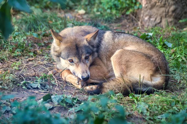 Jonge Euraziatische Wolf Latijnse Naam Canis Lupus Lupus Ook Bekend — Stockfoto