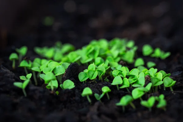 Los Brotes Albahaca Brotaron Arcilla Oscura Planta Con Nombre Latino —  Fotos de Stock