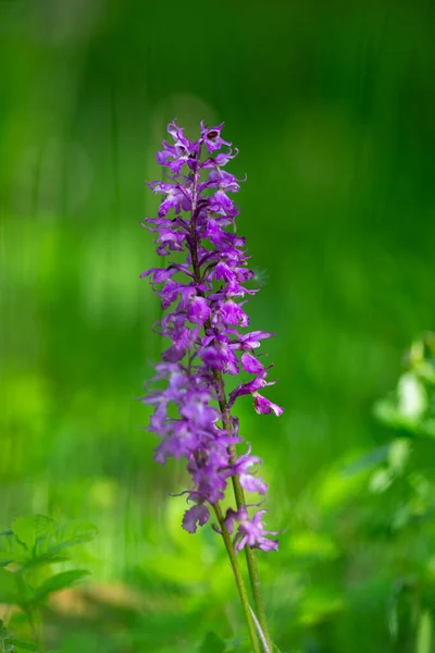 雄花は雄花で 緑色の背景に青紫色の蘭を咲かせます — ストック写真