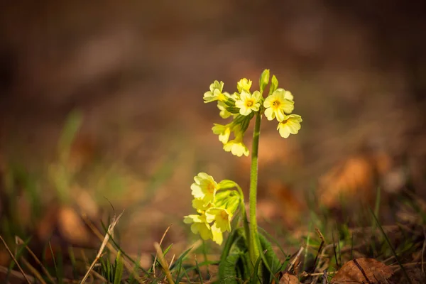 羊绒报春花 拉丁名字Primula Veris 背景模糊的黄色花朵 — 图库照片