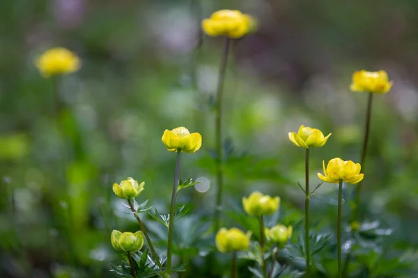 Globeflower Latin Name Trollius Europaeus Yellow Flowers Using Shallow Depth — Stock Photo, Image