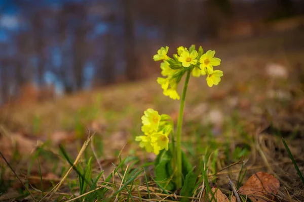 Cowslip Primrose Latin Name Primula Veris Yellow Flower Blurred Background — Stock Photo, Image