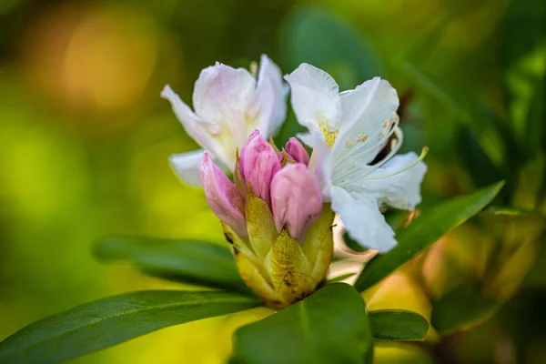 背景がぼやけているツツジの花 — ストック写真