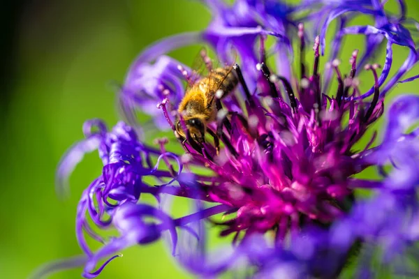 Die Mehrjährige Kornblume Lateinisch Centaurea Montana Blauviolette Blüte Die Von — Stockfoto
