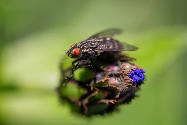 Fliegen Sie Auf Einer Blume Nahaufnahme — Stockfoto