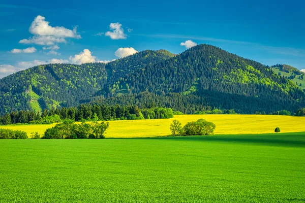 Jarní Venkovská Krajina Travnatými Zelenými Loukami Řepkovými Poli Údolí Rajec — Stock fotografie
