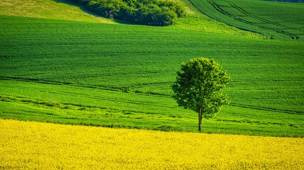 Våren Landsbygd Med Rapsfält Och Med Ensamt Träd Gräsbevuxen Grön — Stockfoto