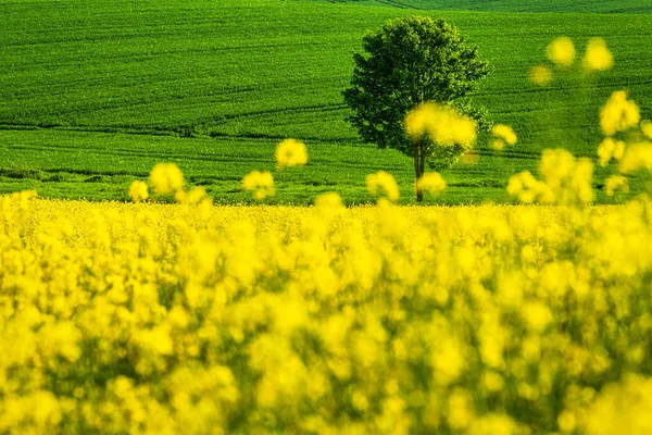 Campo Colza Oleaginosa Primavera —  Fotos de Stock