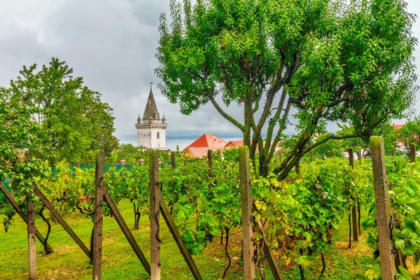 Vignoble Avec Clocher Village Viticole Pavlov Dans Sud Moravie République — Photo