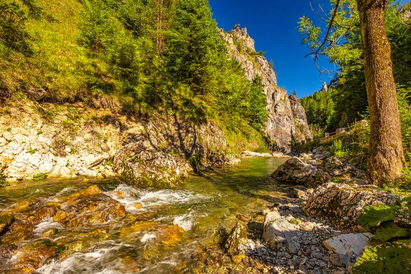 日当たりの良い朝に岩の多い峡谷と山岳風景を介して野生のストリーム マラFatra国立公園 スロバキア ヨーロッパのヴラツナ渓谷 — ストック写真