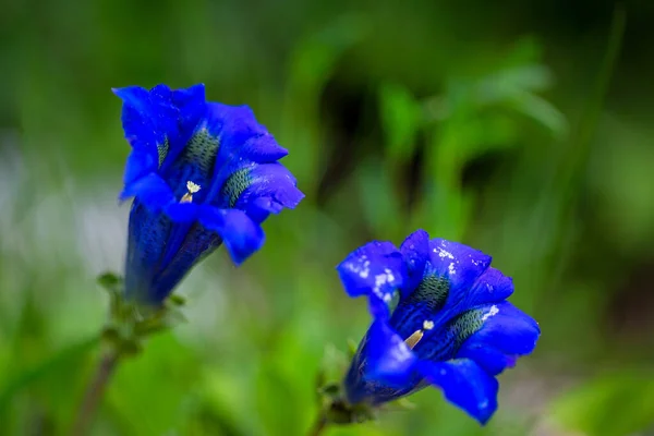 Clusius Gentian Modré Květy Makro Detailu — Stock fotografie