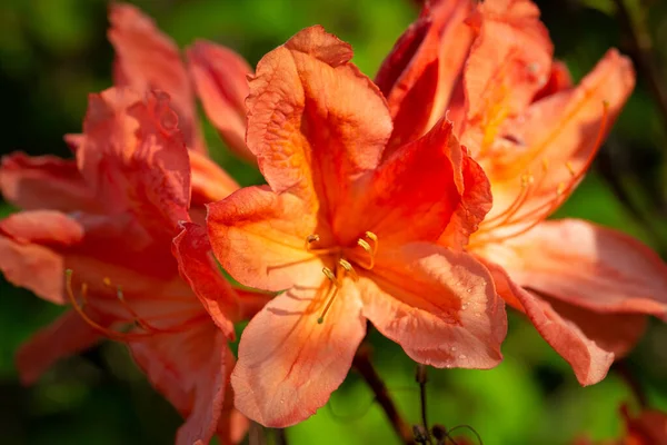 Flower Azalea Membro Gênero Rhododendron — Fotografia de Stock