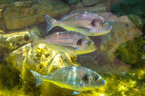 Goudkopbrasem Ook Wel Orata Genoemd Latijnse Naam Sparus Aurata Een — Stockfoto