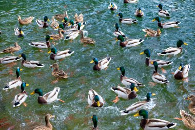 Gölde büyük bir ördek grubu var..