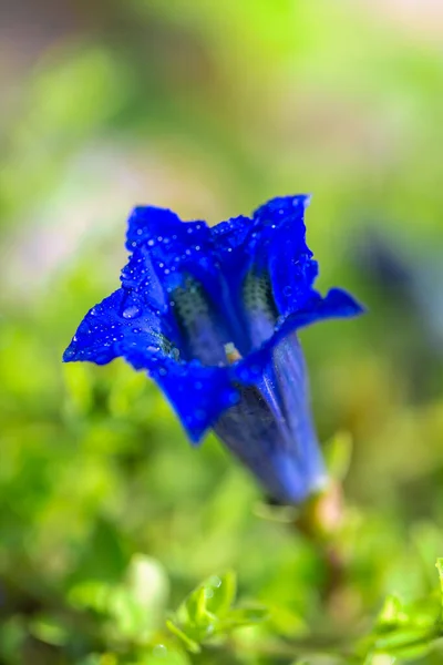 Gentiana Clusii Also Know Clusius Gentian Flower Sweet Lady Blue — Stock Photo, Image