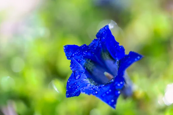 Gentiana Clusii Известный Clusius Gentian Цветок Сладкой Леди Синий Цветок — стоковое фото