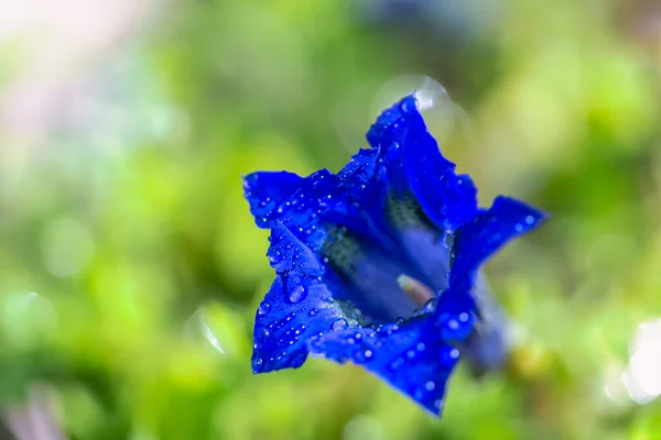 Gentiana Clusii Auch Als Clusius Enzian Oder Blüte Der Süßen — Stockfoto