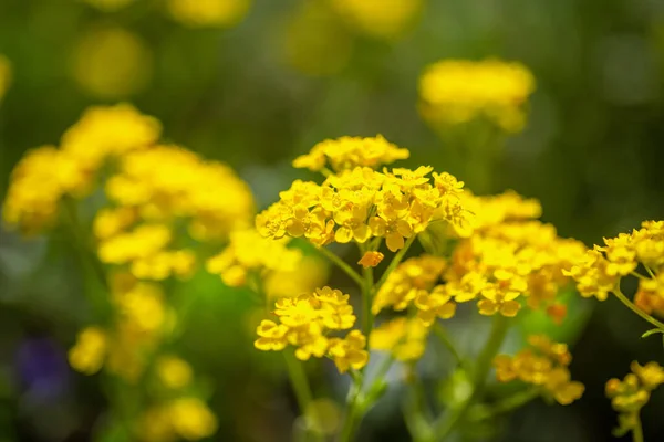 Alyssum Montanum Yellow Flowers Close View Blurred Background — Stock Photo, Image