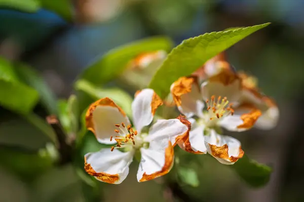 Pomme Fleurir Dans Une Vue Rapprochée Sur Fond Flou — Photo