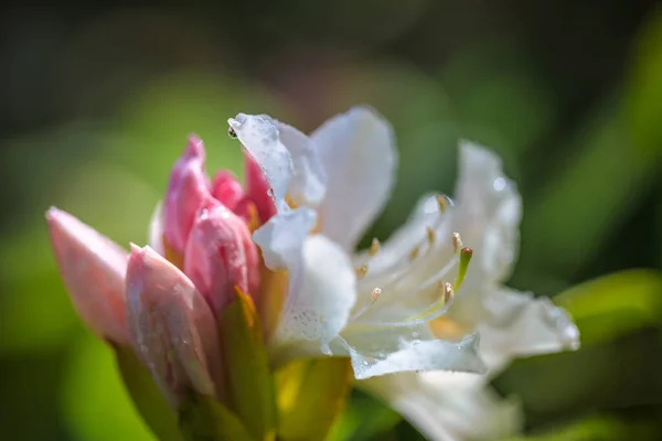 Rhododendron Bloemen Met Water Druppels Een Close Uitzicht Wazige Achtergrond — Stockfoto