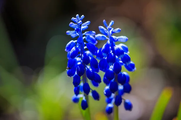 ムスカリ ブドウのヒヤシンスの花 背景のぼやけた視界に水滴が付いています — ストック写真