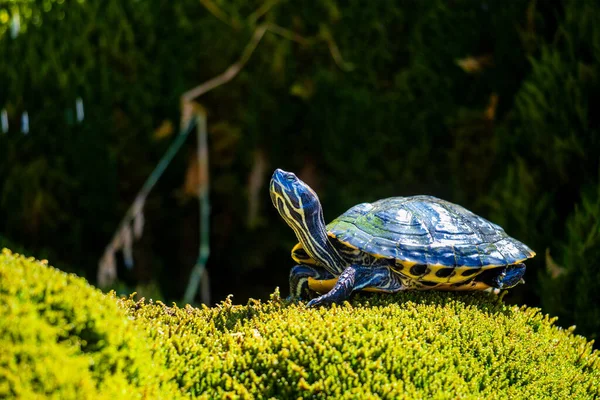 Tortue Animalière Avec Vue Détaillée — Photo