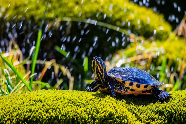 Tortue Animalière Avec Fond Eau Éclaboussure — Photo