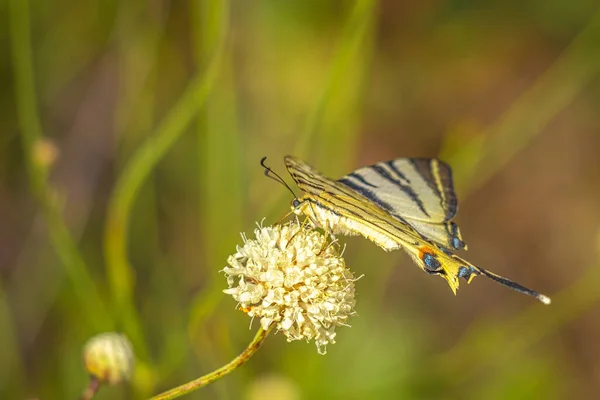 Mariposa Conocida Como Golondrina Amarilla Común Una Vista Primer Plano — Foto de Stock