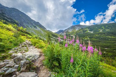 Tatra Ulusal Parkı, Slovakya, Avrupa 'nın Rohace bölgesinde ateş yosunu çiçekleri bulunan dağ manzarası.