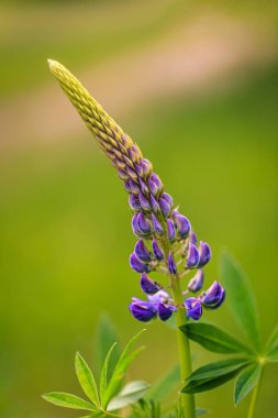Lupinus polyphyllus çiçeği, aynı zamanda bahçe lupini olarak da bilinir, yakın plan bulanık arkaplanda.