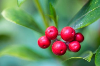 Daphne mezereum, aynı zamanda spurge zeytin olarak da bilinir, bulanık arka planda yakın plan görüntüsü olan bitki..