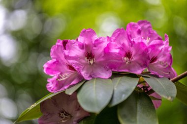 Rododendron, pembe çiçekler arka planda bulanık görünüyor..