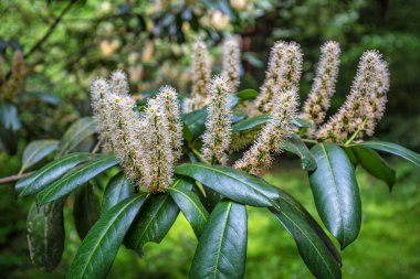 Prunus Laurocerasus 'un yaprakları ve çiçekleri, ayrıca kiraz defne olarak da bilinir, bulanık bir arkaplanda yakın plan görüntüsüyle.
