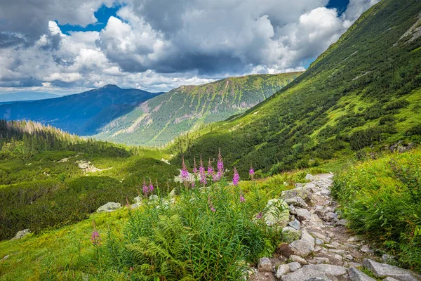 Paisaje Montaña Con Flores Leña Área Rohace Del Parque Nacional —  Fotos de Stock