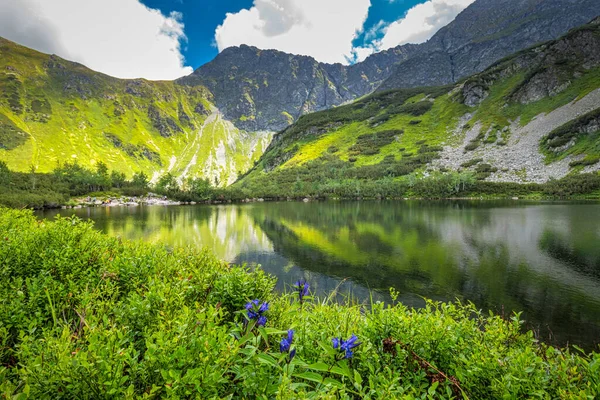 Berg Sjö Med Blommor Förgrunden Rohace Området Tatra National Park — Stockfoto